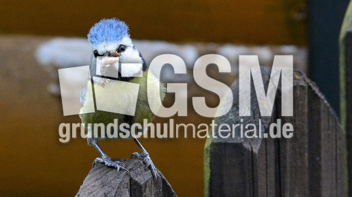 Blaumeise_mit_Futter (14).jpg